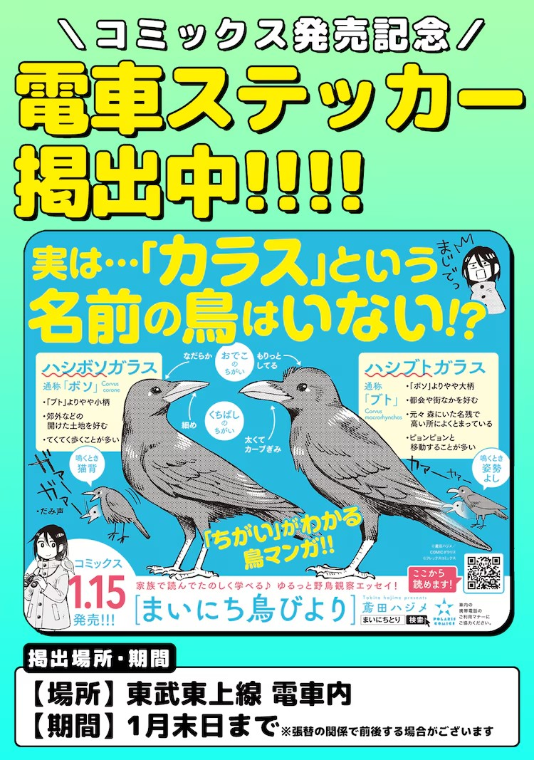 鳶田ハジメ的野鸟观察随笔《まいにち鳥びより》出版