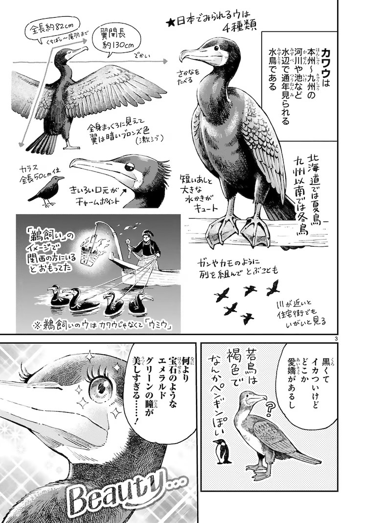 鳶田ハジメ的野鸟观察随笔《まいにち鳥びより》出版