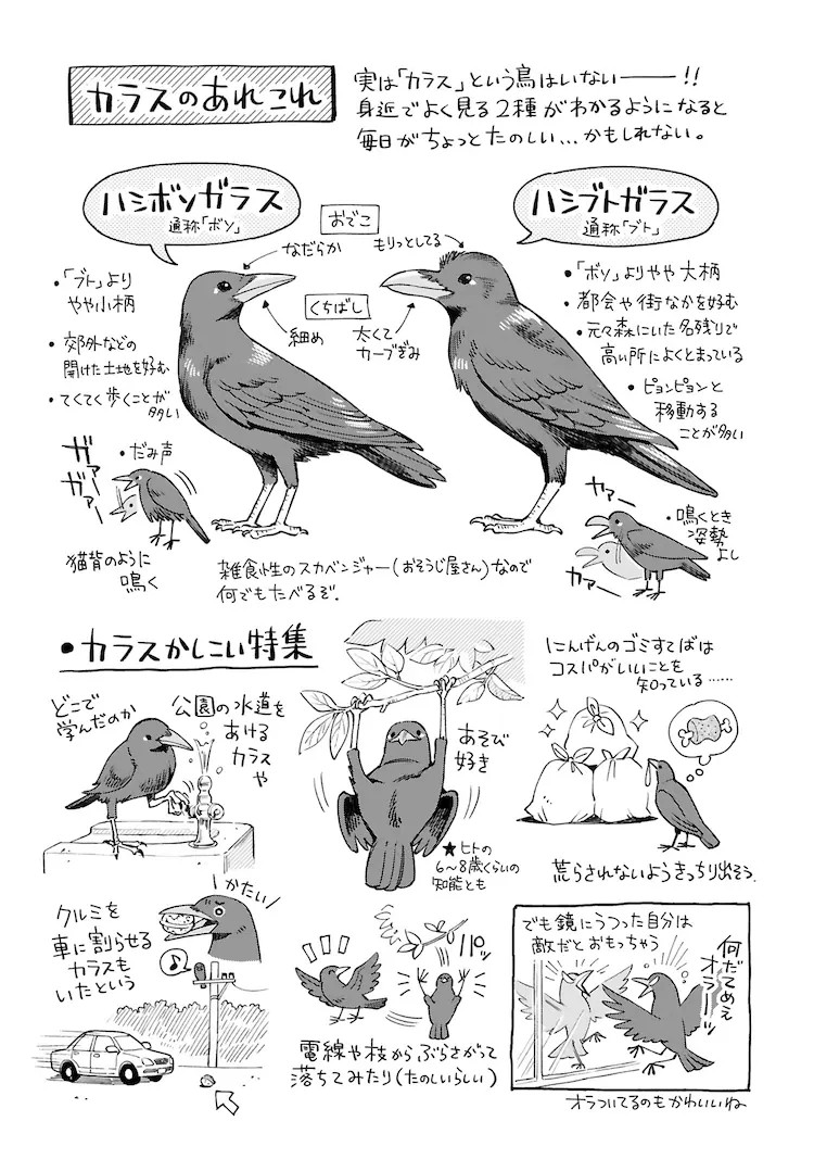 鳶田ハジメ的野鸟观察随笔《まいにち鳥びより》出版